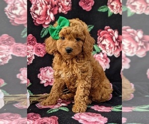 Poodle (Miniature) Puppy for sale in NEW PROVIDENCE, PA, USA