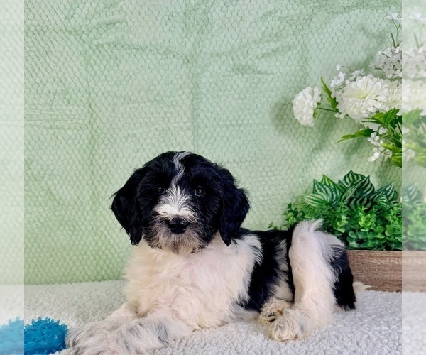 Medium Photo #1 Bernedoodle (Miniature) Puppy For Sale in GREENFIELD, IN, USA