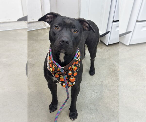 Medium Photo #15 American Pit Bull Terrier-Unknown Mix Puppy For Sale in Rockaway, NJ, USA