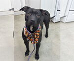 Small #14 American Pit Bull Terrier Mix