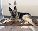 Small #20 German Shepherd Dog Mix