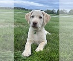 Oakley - Female Labrador Retriever Puppy for Sale - Photo #4