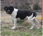 Small Photo #7 Alapaha Blue Blood Bulldog Puppy For Sale in MARBLE FALLS, AR, USA
