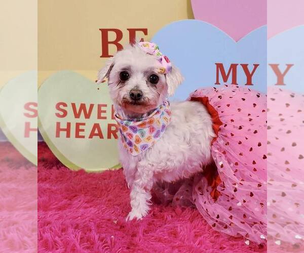 Medium Photo #2 Maltese Puppy For Sale in Lee's Summit, MO, USA