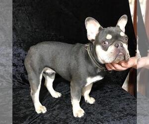 Mother of the French Bulldog puppies born on 08/10/2020