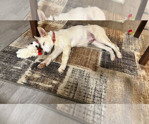 Ailynn - Female Siberian Husky-Unknown Mix Dog for Adoption - Photo #2