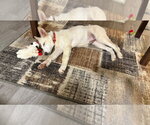 Small Photo #2 Siberian Husky-Unknown Mix Puppy For Sale in Raleigh, NC, USA