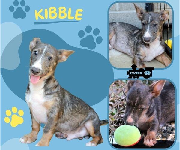 Medium Photo #1 Pembroke Welsh Corgi-Unknown Mix Puppy For Sale in Lindsay, CA, USA
