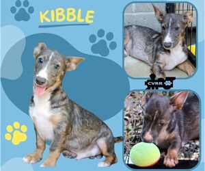 Medium Pembroke Welsh Corgi Mix