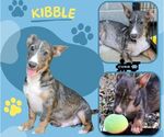 Small Pembroke Welsh Corgi Mix