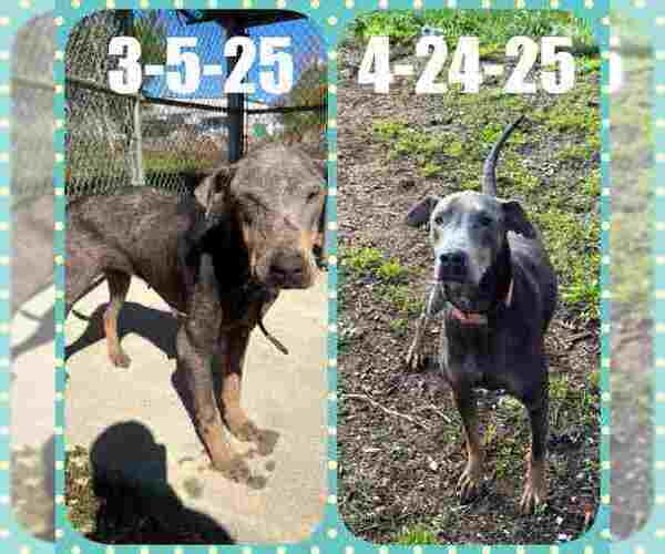 Medium Photo #5 Doberman Pinscher Puppy For Sale in Aurora, OH, USA