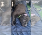 Puppy 3 German Shepherd Dog-Labradoodle Mix