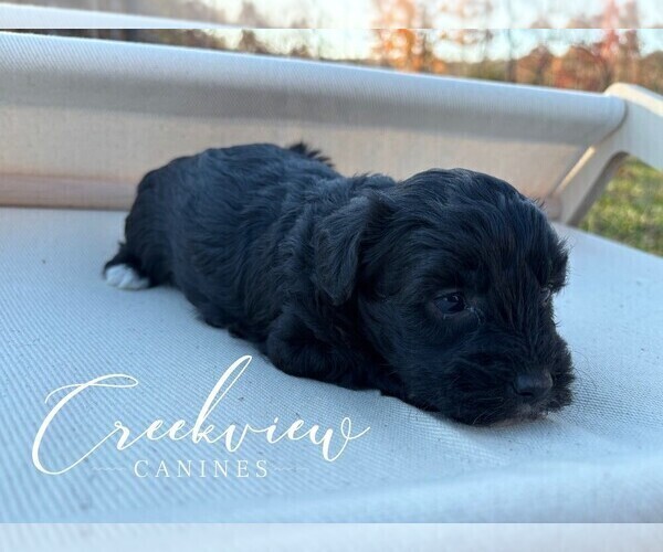 Medium Photo #24 Havapoo Puppy For Sale in NIANGUA, MO, USA