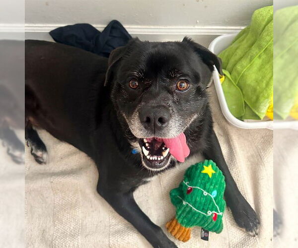 Medium Photo #2 Chow Chow-Unknown Mix Puppy For Sale in Long Beach, CA, USA