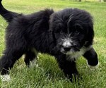 Small Photo #9 Bernedoodle Puppy For Sale in SPRINGFIELD, OH, USA