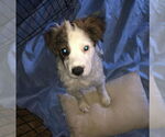 Small #1 Brittany-Spaniel Mix