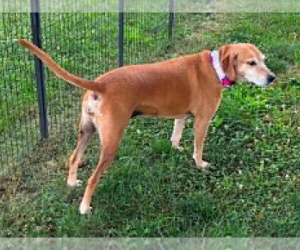 Medium Photo #6 Mountain Cur-Unknown Mix Puppy For Sale in Cookeville, TN, USA