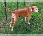 Small #5 Mountain Cur Mix