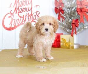 Goldendoodle Puppy for sale in MOUNT VERNON, OH, USA