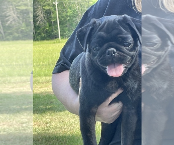 Medium Photo #1 Pug Puppy For Sale in ISLANDTON, SC, USA