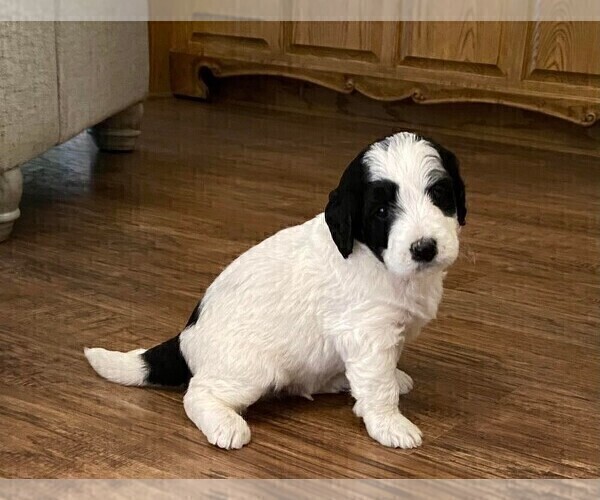 Medium Photo #2 Bernedoodle Puppy For Sale in LIVINGSTON, TX, USA