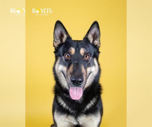 Medium Photo #1 German Shepherd Dog Puppy For Sale in West Valley, UT, USA