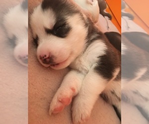 Siberian Husky Puppy for sale in DANBY, VT, USA