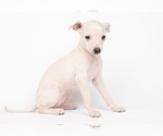 Small #1 Italian Greyhound