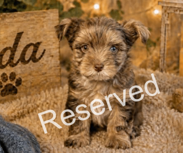Medium Photo #1 Yorkshire Terrier Puppy For Sale in DAYTON, TX, USA