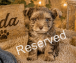 Puppy 1 Yorkshire Terrier