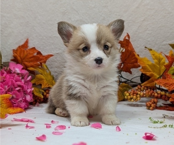 Medium Photo #10 Pembroke Welsh Corgi Puppy For Sale in GOSHEN, IN, USA