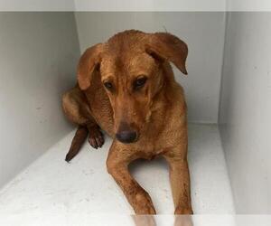 Labrador Retriever-Unknown Mix Dogs for adoption in Houston, TX, USA