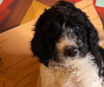 Puppy 3 English Cream Golden Retriever-Poodle (Standard) Mix
