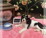 Small #1 Cavalier King Charles Spaniel
