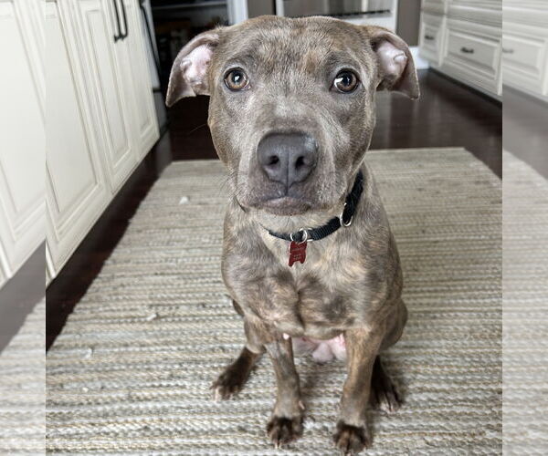 Medium Photo #2 Mutt Puppy For Sale in Fargo, ND, USA