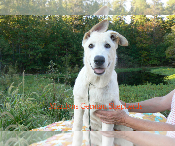 Medium Photo #1 German Shepherd Dog Puppy For Sale in PIEDMONT, MO, USA