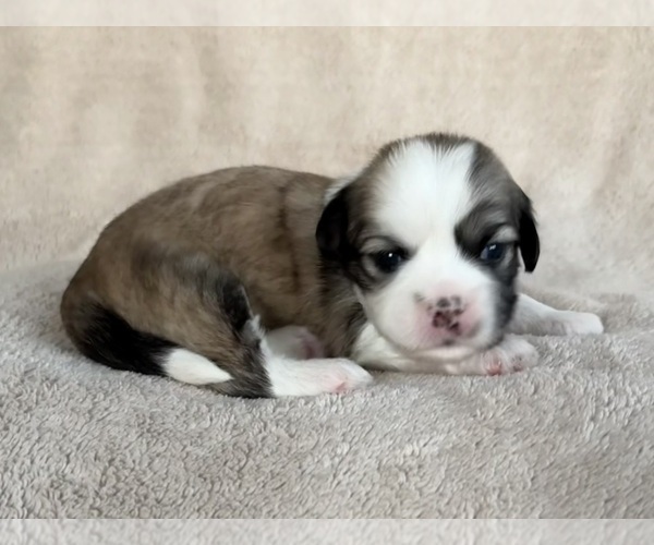 Medium Photo #12 Lhasa Apso Puppy For Sale in GIBSONTON, FL, USA