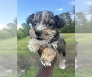 Schnauzer (Miniature) Puppy for sale in ATLANTA, GA, USA
