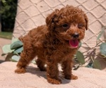 Small #3 Cockapoo