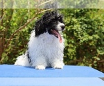 Small #5 Poodle (Toy)