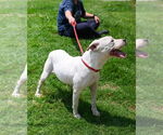 Small #3 American Pit Bull Terrier