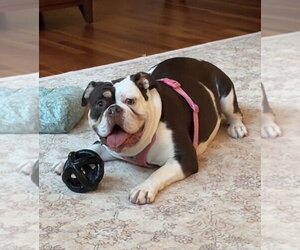 Bulldog Dogs for adoption in Holly Springs, NC, USA