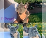 Small #2 French Bulldog