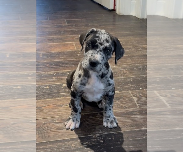 Medium Photo #4 Great Dane Puppy For Sale in CLANTON, AL, USA