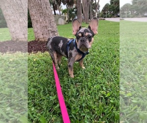 French Bulldog Puppy for sale in TAMPA, FL, USA