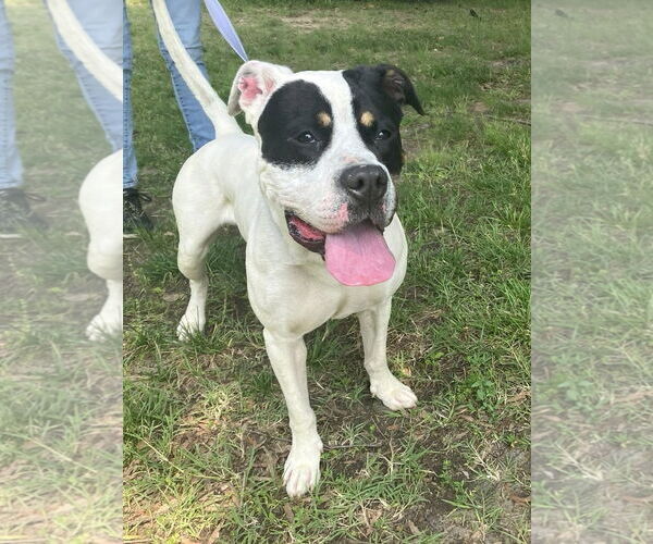 Medium Photo #2 American Pit Bull Terrier-Unknown Mix Puppy For Sale in Millersville, MD, USA