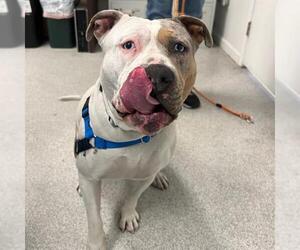 Huskies -Staffordshire Bull Terrier Mix Dogs for adoption in Alameda, CA, USA