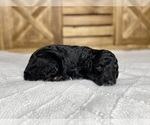 Small Photo #6 Aussiedoodle Puppy For Sale in CONWAY, MO, USA
