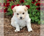 Small Photo #3 Maltipoo Puppy For Sale in SUNBURY, PA, USA