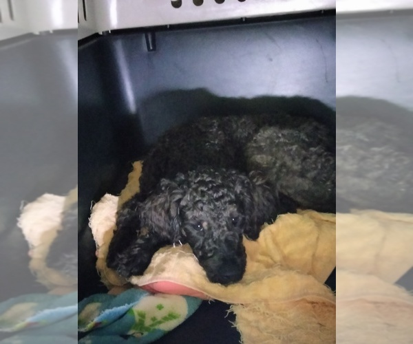 Medium Photo #1 Cockapoo (Miniature) Puppy For Sale in BALTIMORE, MD, USA